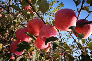 ��ʱKB88��(�й���)�ٷ���վ